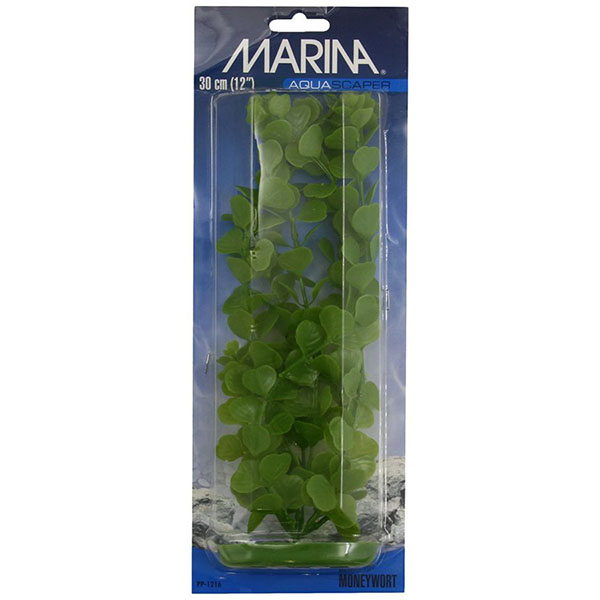 Marina Aquas caper Money wort Plant - 12 in. Tall - 2 Pieces