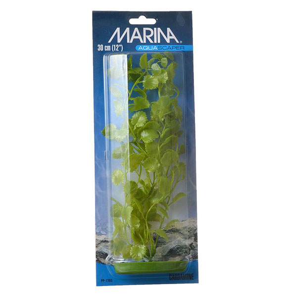 Marina Card amine Plant - 12 in. Tall - 2 Pieces