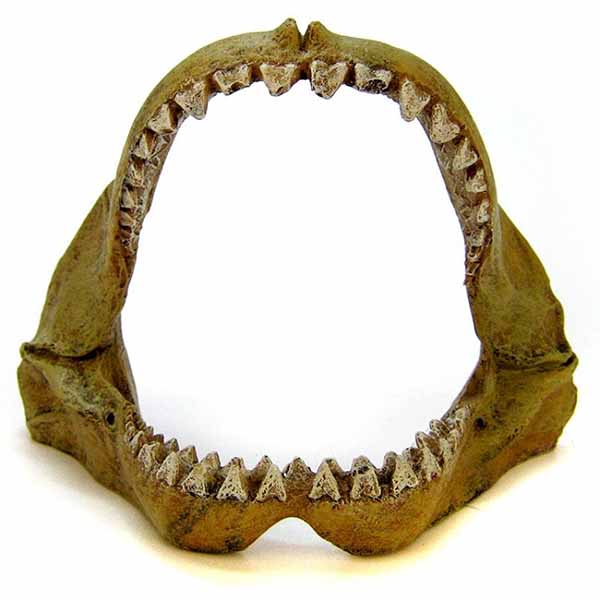 Blue Ribbon Great White Shark Jaws Ornament - 3.5 in. L x 6 in. W x 5 in. H