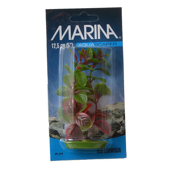 Marina Red Ludwig Plant - 5 in. Tall - 5 Pieces