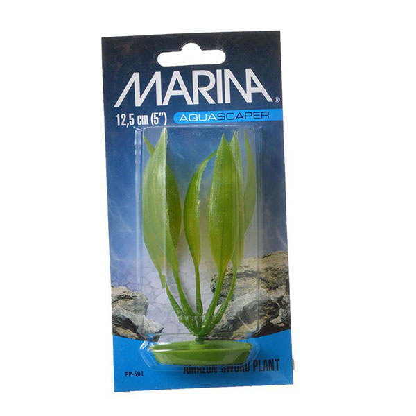 Marina Amazon Sword Plant - 5 in. Tall - 5 Pieces