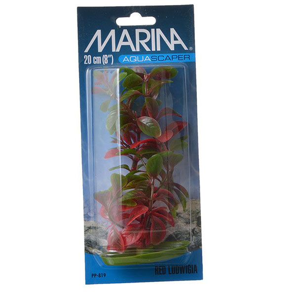 Marina Red Ludwig Plant - 8 in. Tall - 4 Pieces