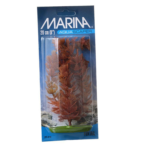 Marina Aquas caper Fox tail Plant - 8 in. Tall - 4 Pieces