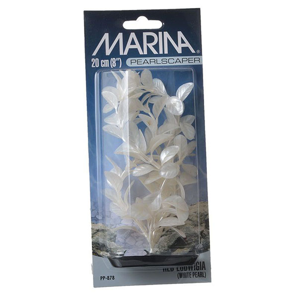 Marina Pearls caper Ludwig Plant - White Pearl - 8 in. Tall