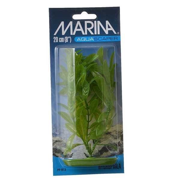 Marina Hygrophila Plant - 8 in. Tall - 4 Pieces