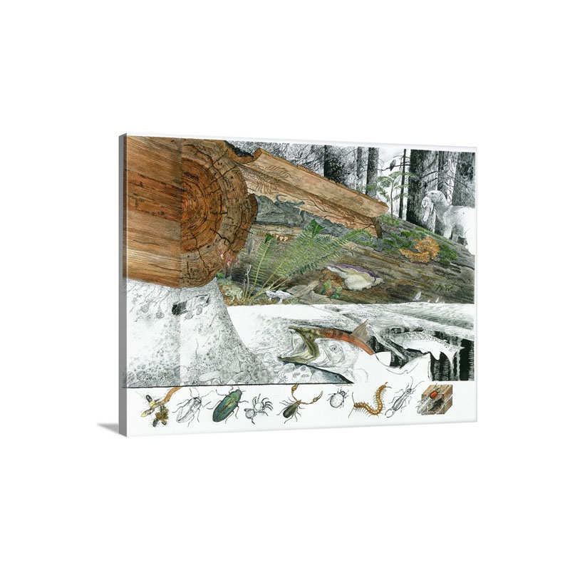A Cutaway Painting Of The Ecosystem Around A Dead Douglas Fir Log Wall Art - Canvas - Gallery Wrap