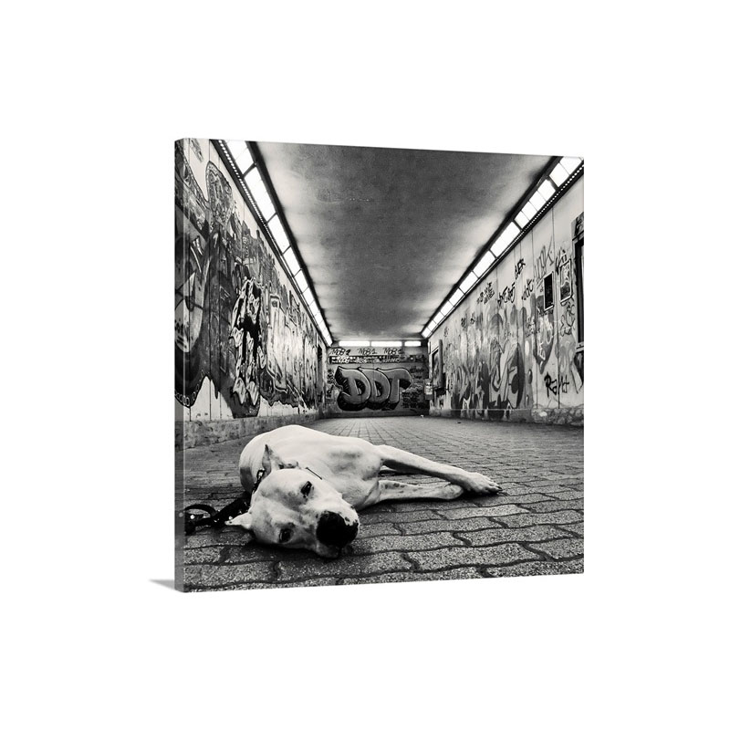 A Dog Looking At The Camera With Sad But Sweet Eyes In Underground Walkway Wall Art - Canvas - Gallery Wrap