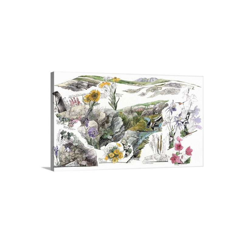 A Drawing Of The Wildflowers In America's Alpine Tundras Wall Art - Canvas - Gallery Wrap