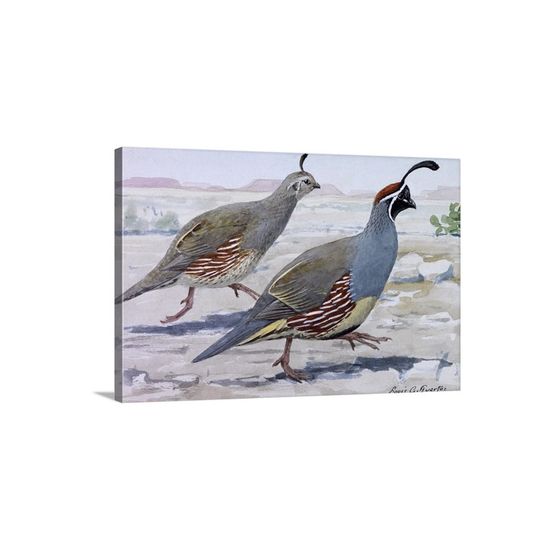 A Painting Of A Pair Of Gambel's Quail Wall Art - Canvas - Gallery Wrap