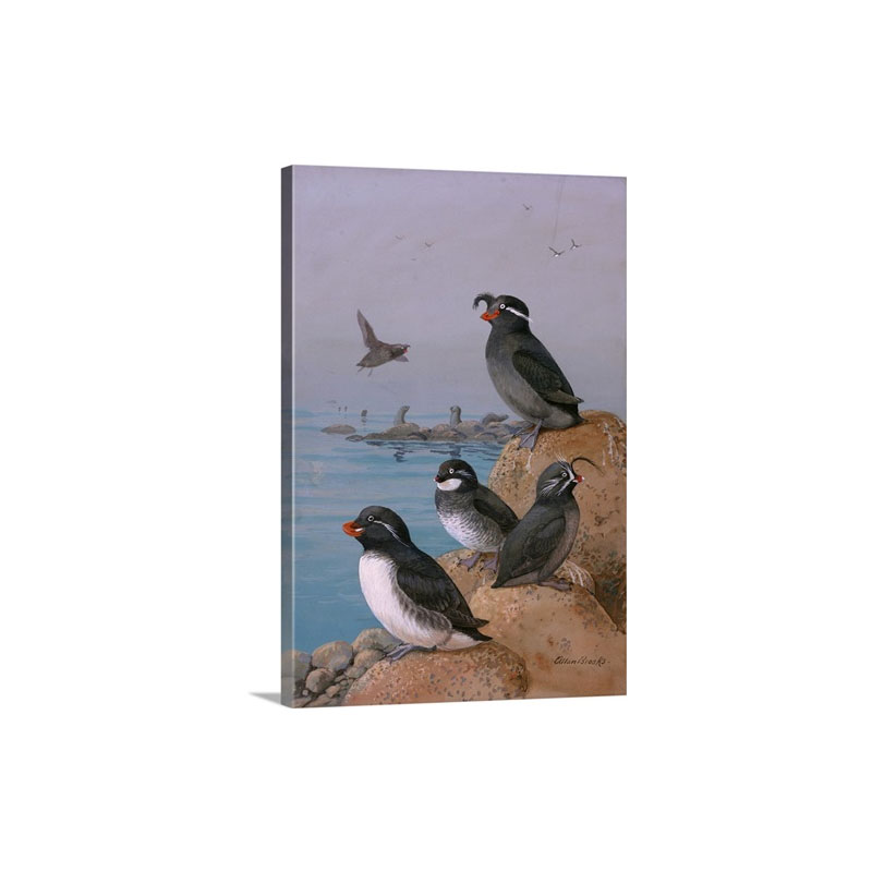 A Painting Of Four Different Species Of Auklet Wall Art - Canvas - Gallery Wrap