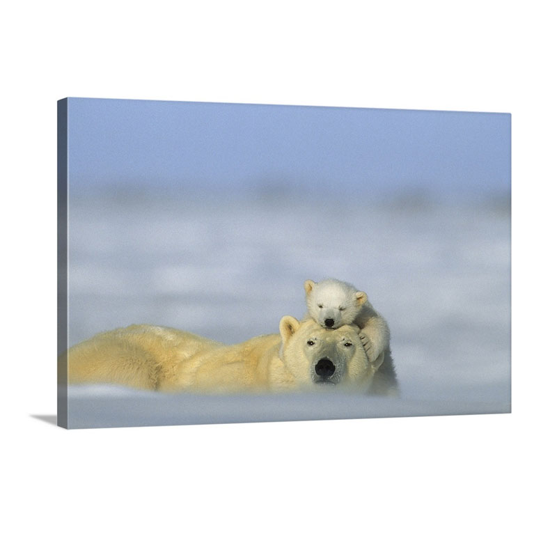 A Polar Bear Cub Finds A Peaceful Sleeping Spot On Its Mother's Head Wapusk National Park Manitoba Canada Wall Art - Canvas - Gallery Wrap