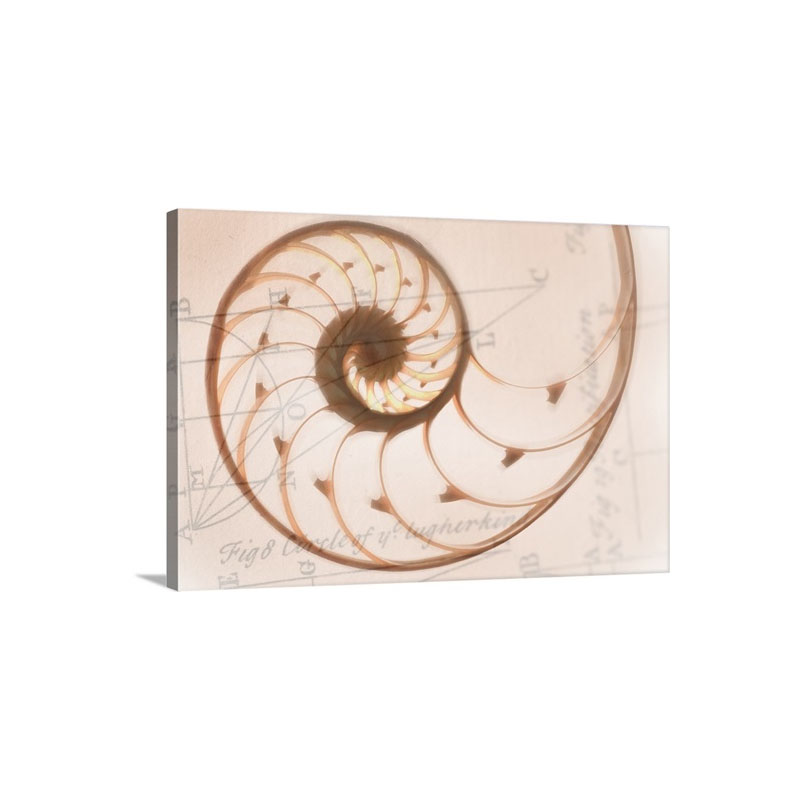 A Seashell Drawing On Top Of A Scientific Illustration Wall Art - Canvas - Gallery Wrap