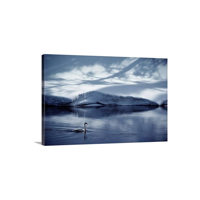 A Trumpeter Swan Glides Across The River Yellowstone National Park Wyoming Wall Art - Canvas - Gallery Wrap