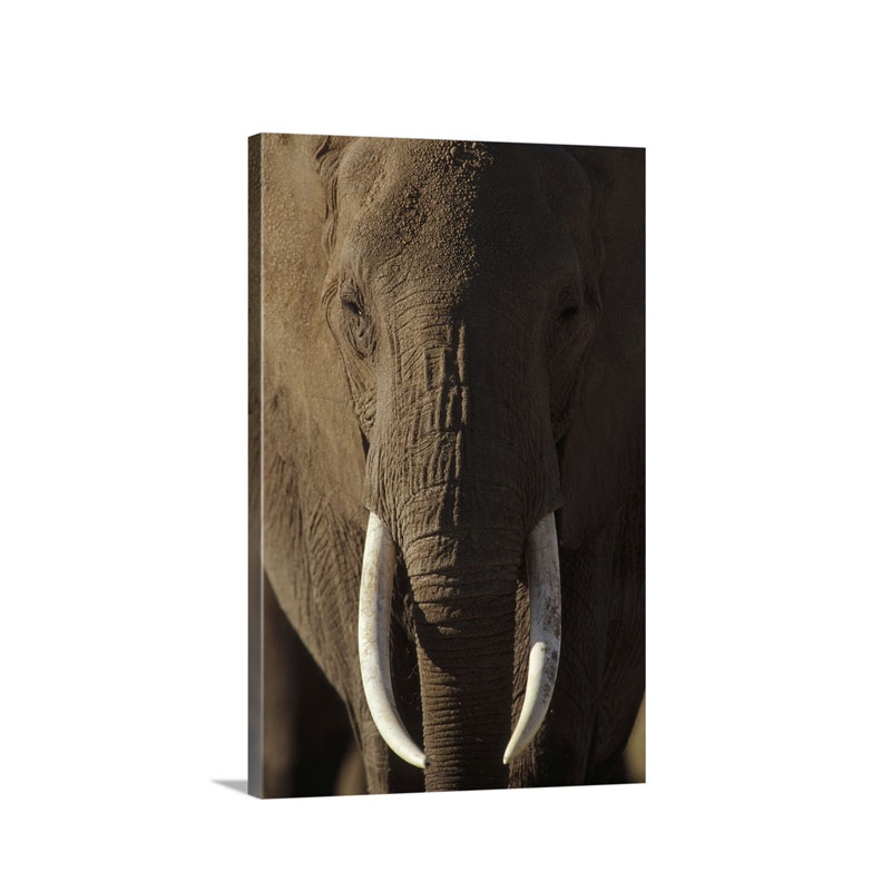 African Elephant Loxodonta Africana Male Portrait With Long Tusks Kenya Wall Art - Canvas - Gallery Wrap