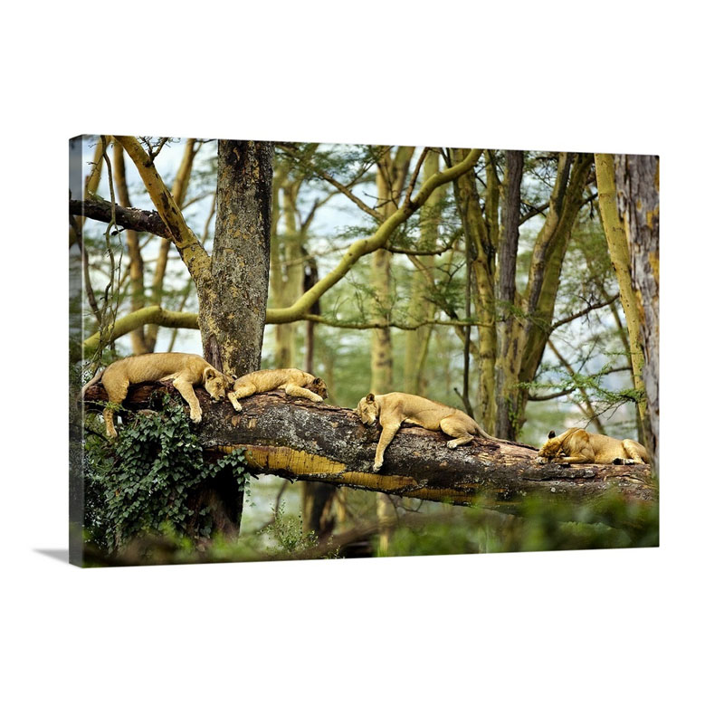 African Lion Cat Nap Wall Art - Canvas - Gallery Wrap