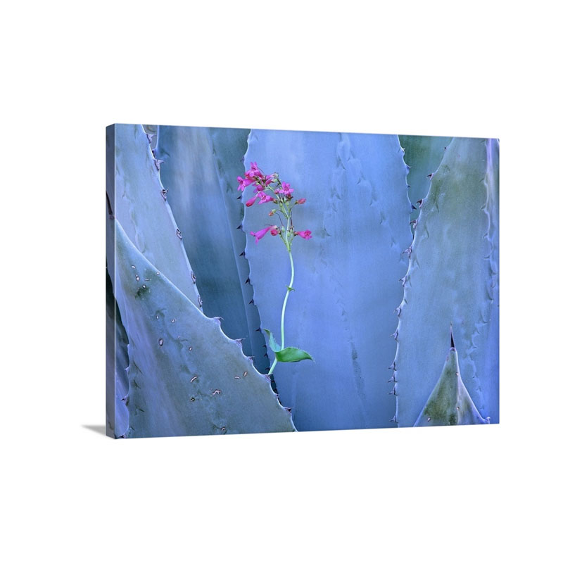 Agave Agave Sp And Parry's Penstemon Penstemon Parryi Close Up North America Wall Art - Canvas - Gallery Wrap