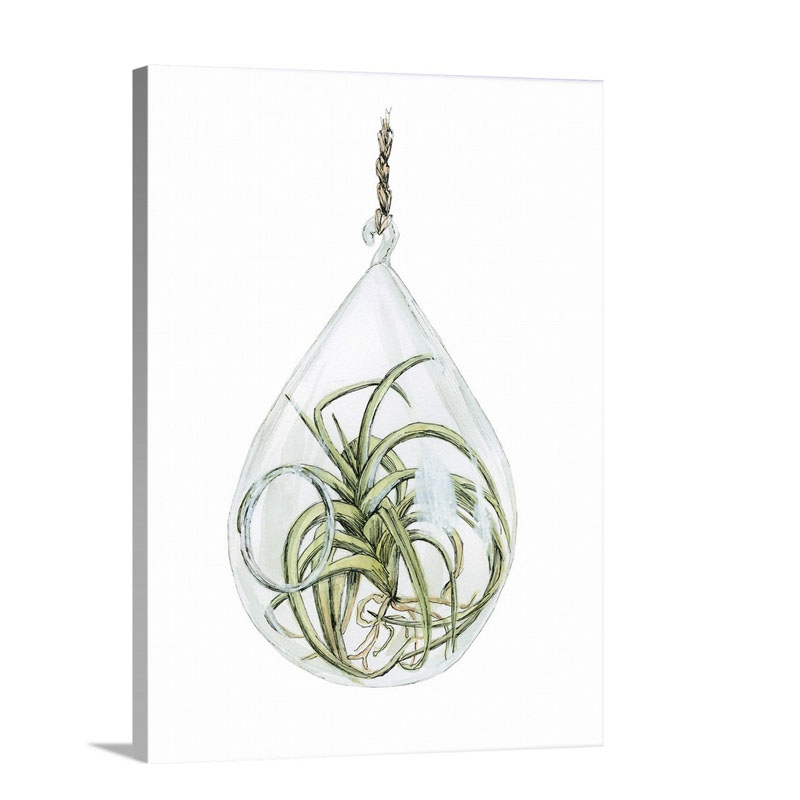Air Plant 3 Wall Art - Canvas - Gallery Wrap