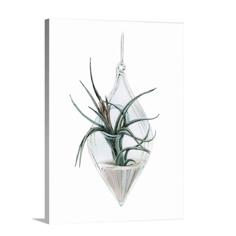 Air Plant 2 Wall Art - Canvas - Gallery Wrap