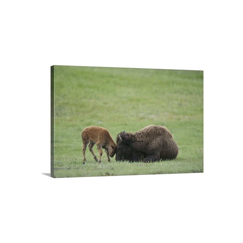 American Bison Calf Playfully Butts Heads With Mother Yellowstone National Park Wyoming Wall Art - Canvas - Gallery Wrap
