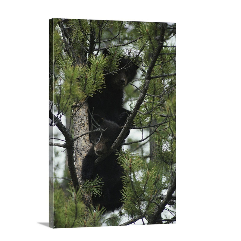 American Black Bear Cubs In A Pne Tree Canada Wall Art - Canvas - Gallery Wrap