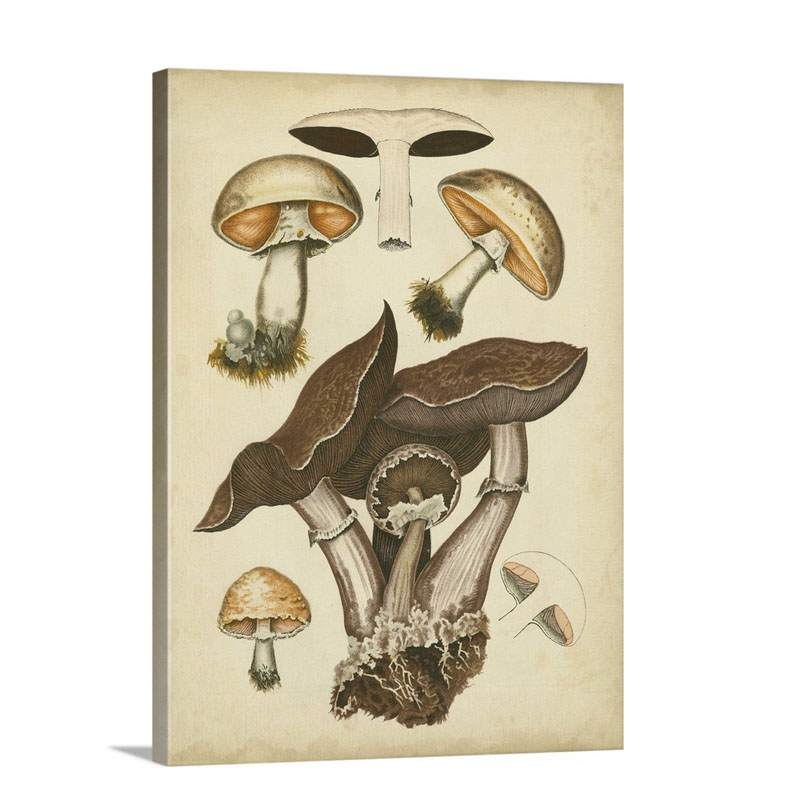 Antique Mushrooms I I Wall Art - Canvas - Gallery Wrap