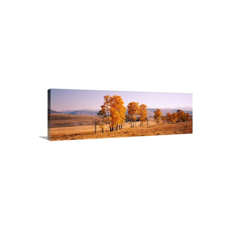 Aspen Trees In A Row On A Landscape Lamar Valley Yellowstone National Park Wyoming Wall Art - Canvas - Gallery Wrap