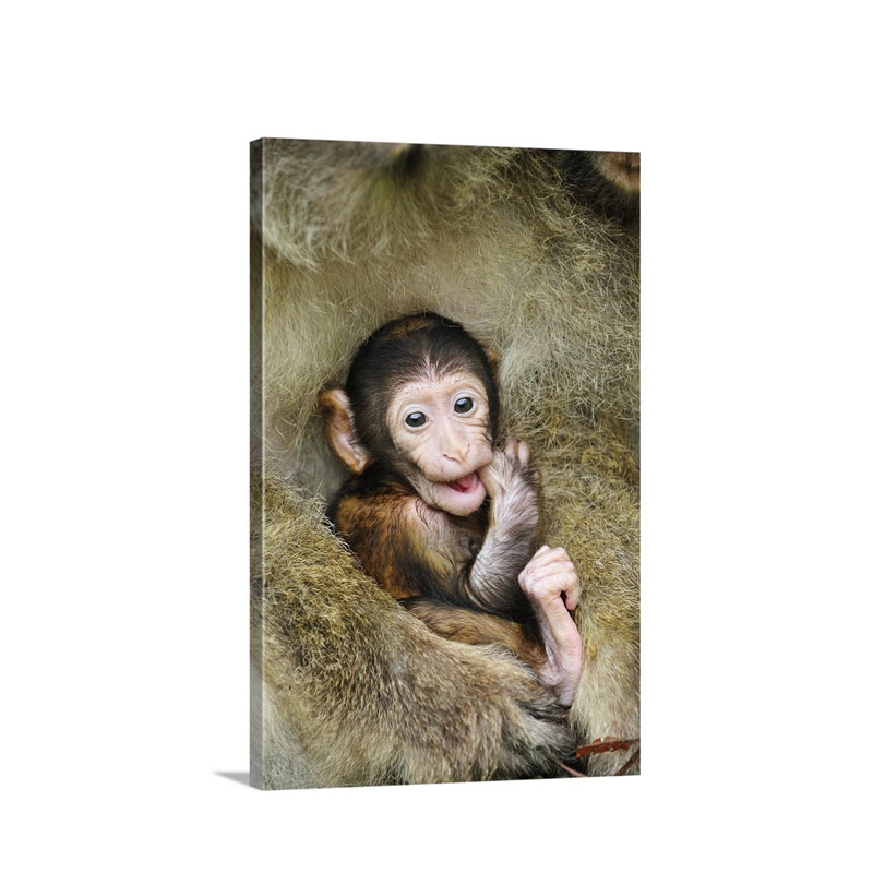 Barbary Macaque Mother With Young Sticking Finger In Its Mouth Northern Africa Wall Art - Canvas - Gallery Wrap