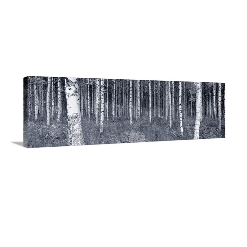 Birch Trees In A Forest Finland Wall Art - Canvas - Gallery Wrap