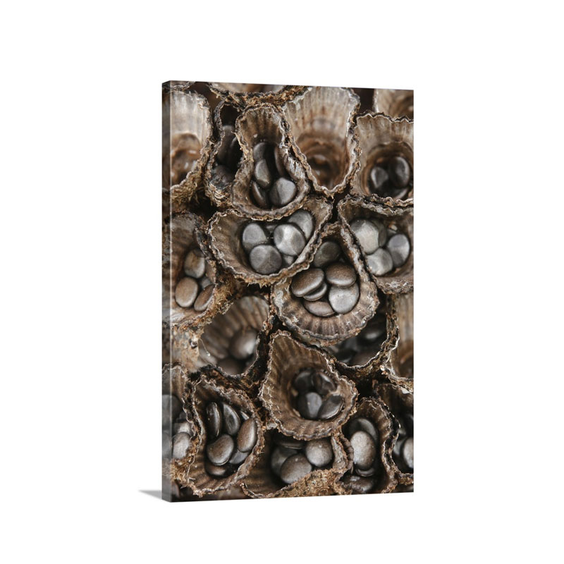 Bird's Nest Fungus Showing Spores That Are Dispersed By Rain Drops Borneo Malaysia Wall Art - Canvas - Gallery Wrap
