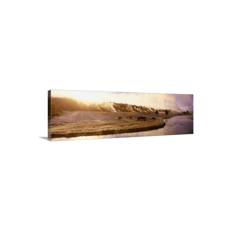 Bison Firehole River Yellowstone National Park WY Wall Art - Canvas - Gallery Wrap
