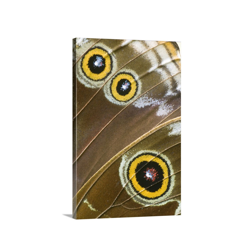 Blue Morpho Morpho Peleides Butterfly Wing With False Eyespots Ecuador Wall Art - Canvas - Gallery Wrap