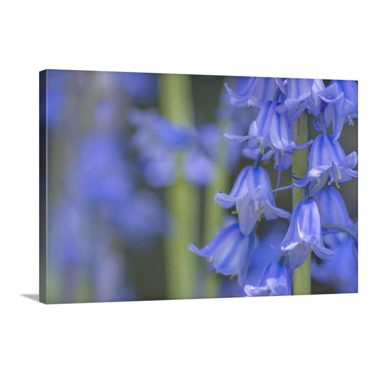 Bluebells In Abstract Wall Art - Canvas - Gallery Wrap