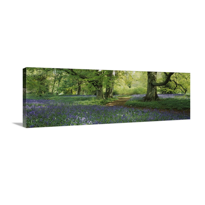 Bluebells In A Forest Thorp Perrow Arboretum North Yorkshire England Wall Art - Canvas - Gallery Wrap