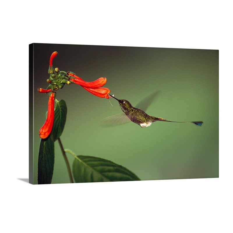 Booted Racket Tail Hummingbird Wall Art - Canvas - Gallery Wrap