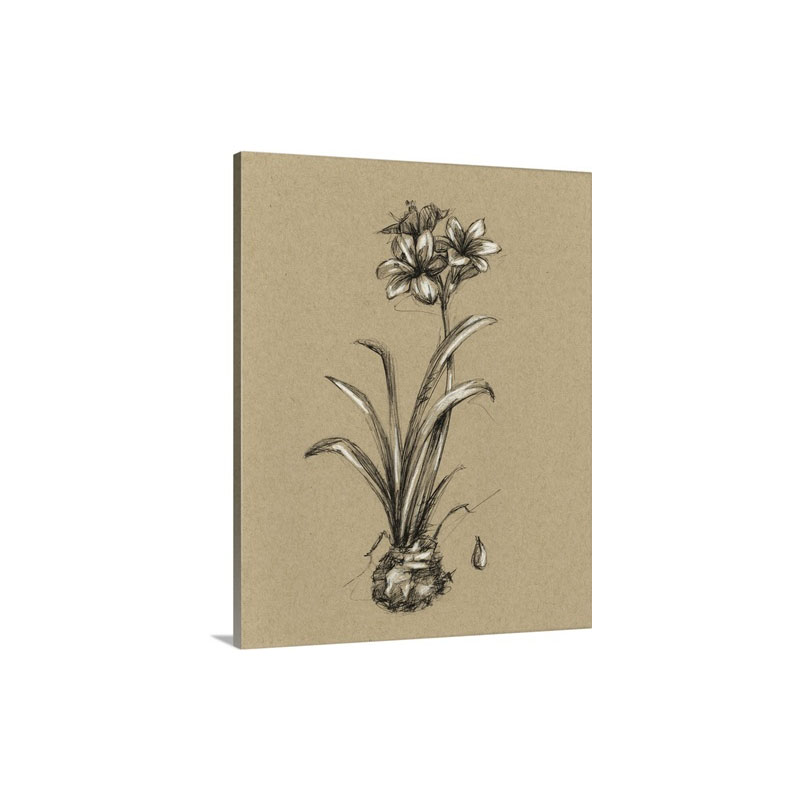 Botanical Sketch Black And White I I Wall Art - Canvas - Gallery Wrap