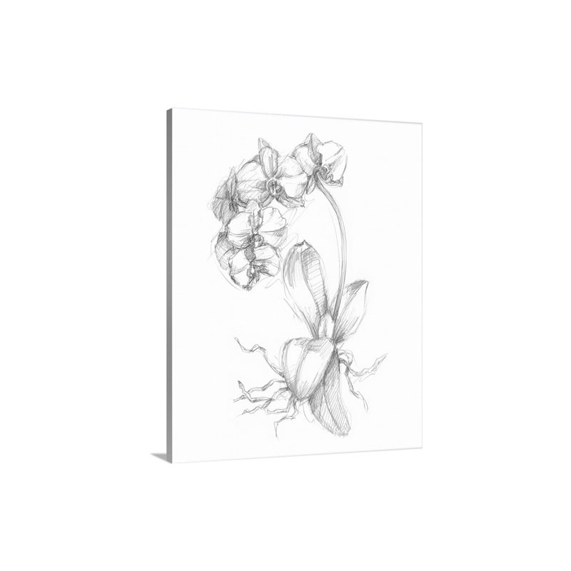 Botanical Sketch V Wall Art - Canvas - Gallery Wrap