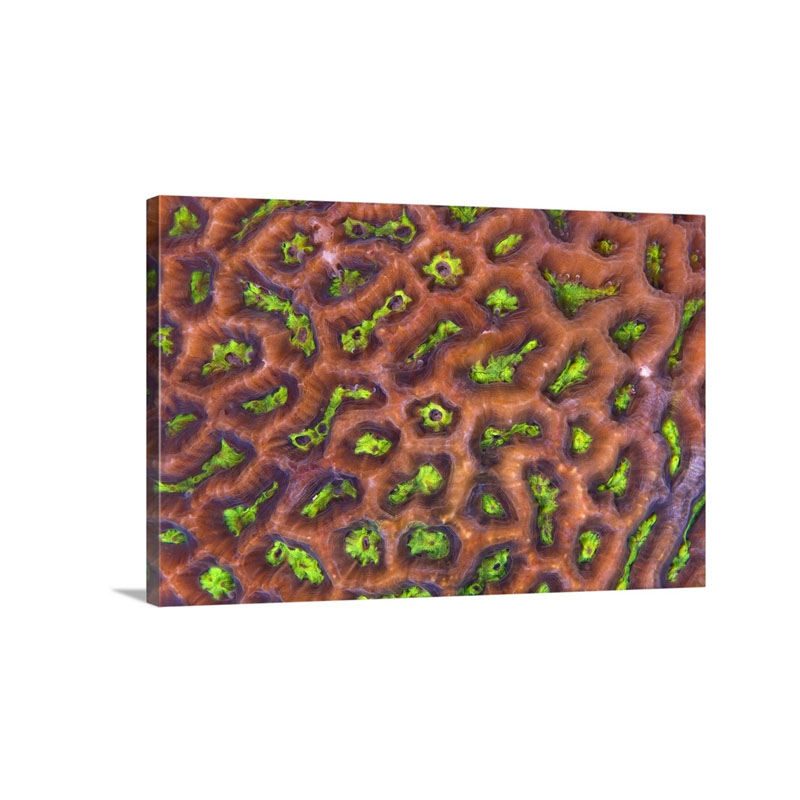 Brain Coral Detail Wall Art - Canvas - Gallery Wrap