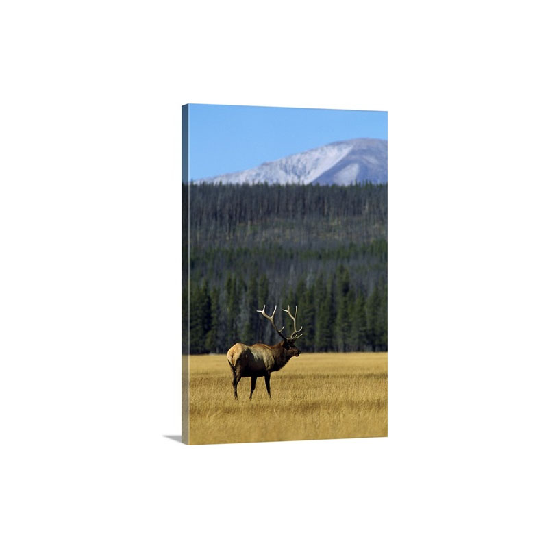 Bull Elk In Grass Wall Art - Canvas - Gallery Wrap