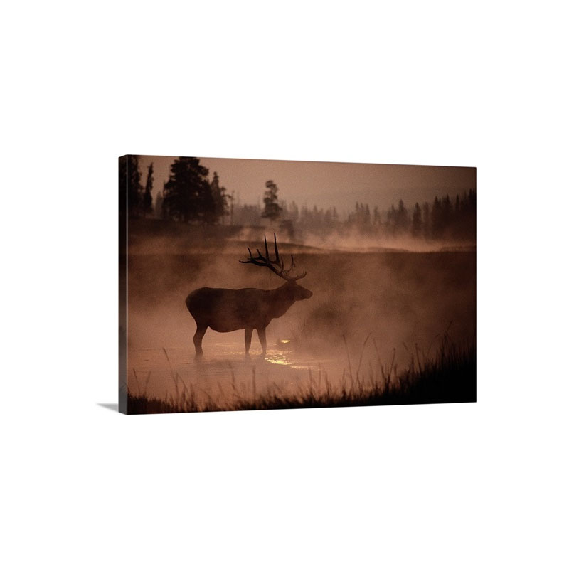 Bull Elk In The Early Morning Yellowstone National Park Wyoming Wall Art - Canvas - Gallery Wrap