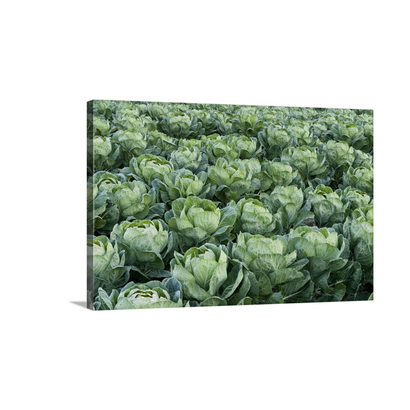 Cabbage Field Santa Cruz Monterey Bay California Wall Art - Canvas - Gallery Wrap