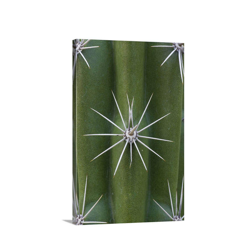 Cactus Spines Saguaro National Park Arizona Wall Art - Canvas - Gallery Wrap
