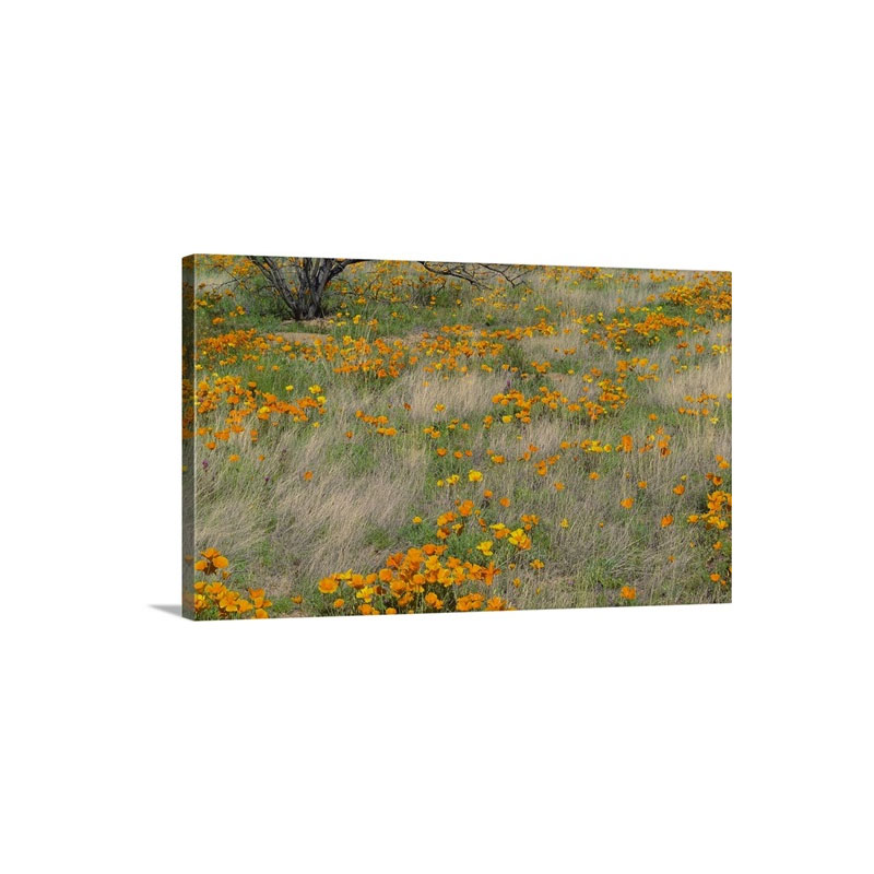 California Poppy Meadow With Grasses California Wall Art - Canvas - Gallery Wrap