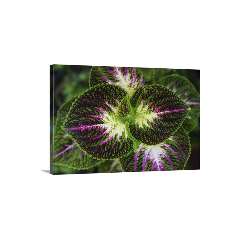 Coleus Leaves Malaysia Wall Art - Canvas - Gallery Wrap