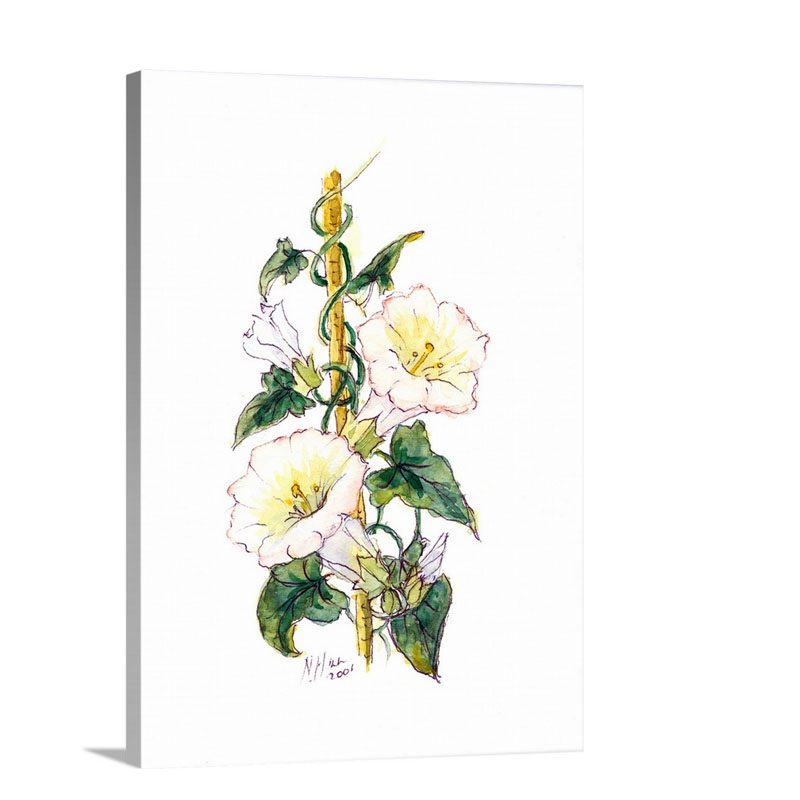 Convulvulous 2001 Wall Art - Canvas - Gallery Wrap