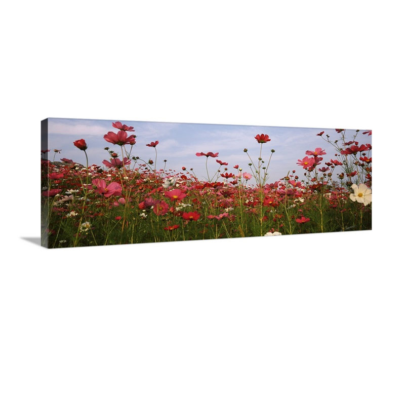 Cosmos Flowers Blooming In A Field South Africa Wall Art - Canvas - Gallery Wrap