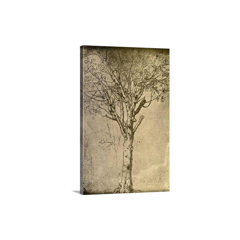 Drawing Of A Tree By Leonardo Da Vinci Wall Art - Canvas - Gallery Wrap