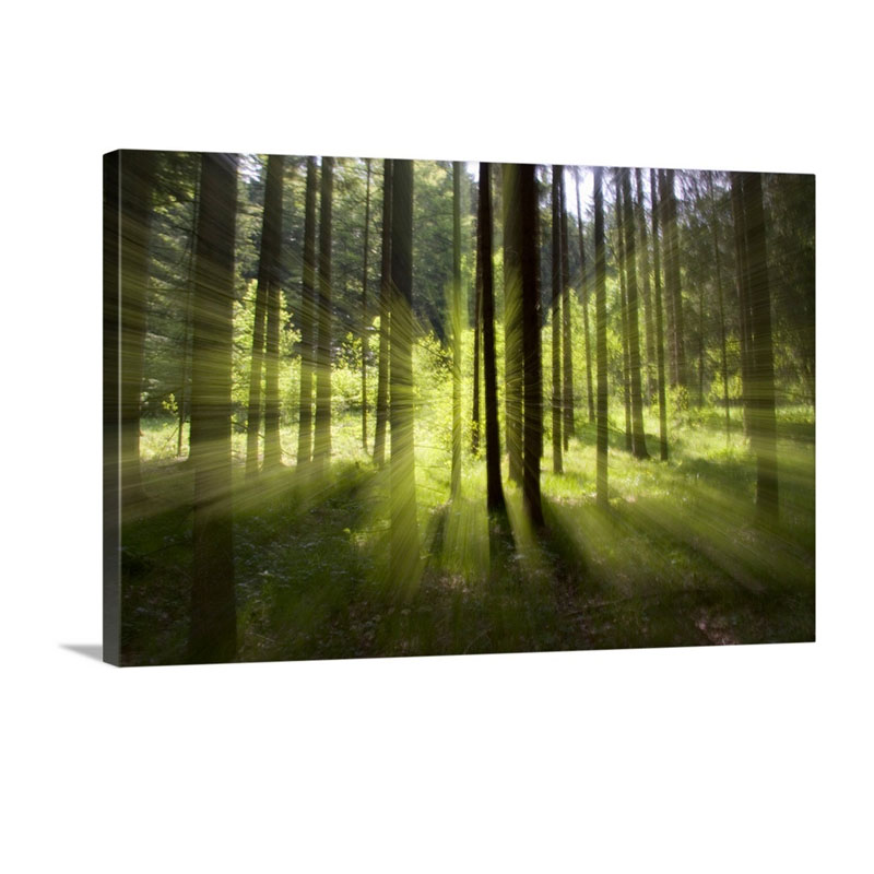 Forest Light Impression Germany Wall Art - Canvas - Gallery Wrap