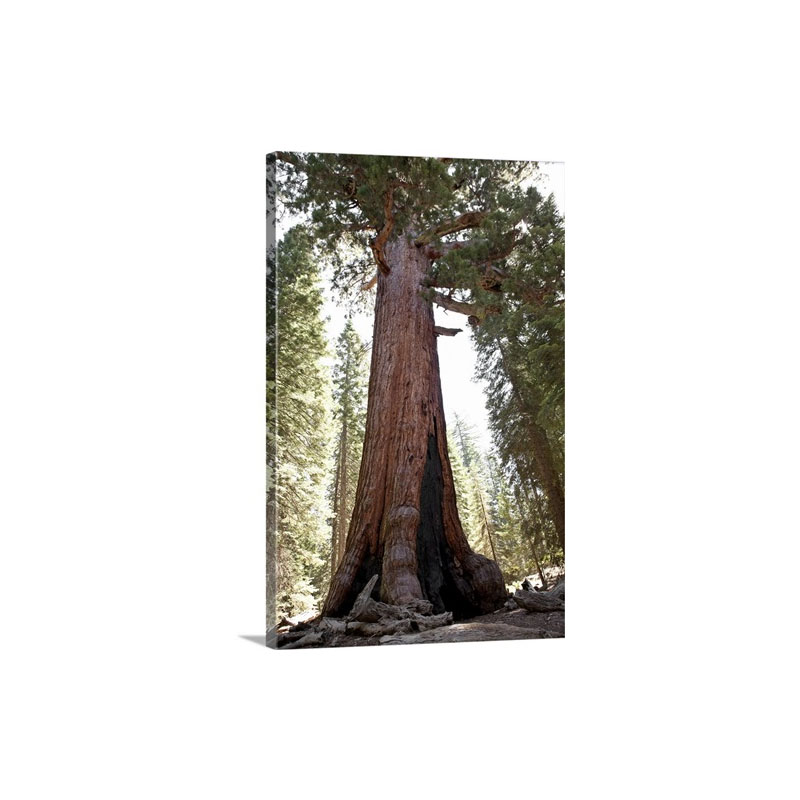 Giant Sequoia In Mariposa Grove In Yosemite National Park Wall Art - Canvas - Gallery Wrap