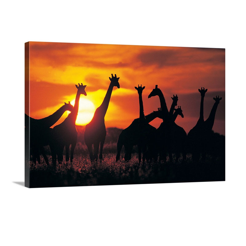 Giraffe Herd In Silhouette Against Sunset Botswana South Africa Wall Art - Canvas - Gallery Wrap