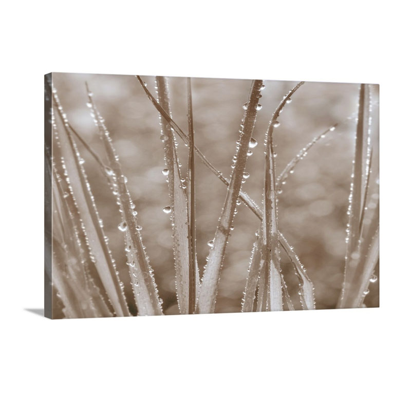Grass Whispers In Sepia Wall Art - Canvas - Gallery Wrap